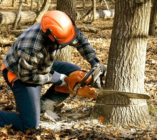 Tree Removal in Hope, AR